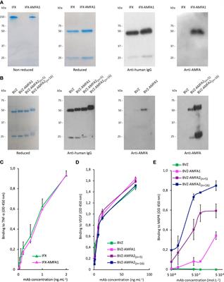 Engineered therapeutic antibodies with mannose 6-phosphate analogues as a tool to degrade extracellular proteins